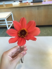 Cosmos bipinnatus