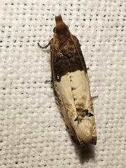 Notocelia roborana