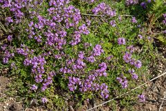 Thymus dahuricus