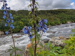 Delphinium laxiflorum