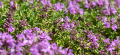 Thymus dahuricus
