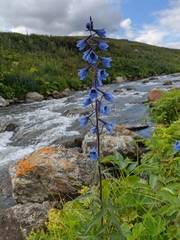 Delphinium laxiflorum