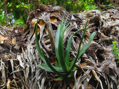 Agave albomarginata