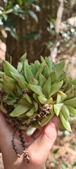 Haworthia cymbiformis