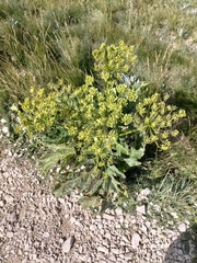 Heracleum sphondylium orsinii