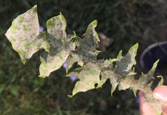 Podosphaera erigerontis-canadensis