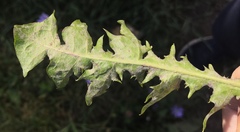 Podosphaera erigerontis-canadensis