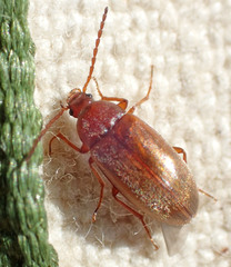 Isomira