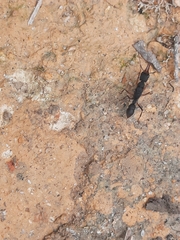 Harpegnathos venator
