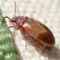 Isomira