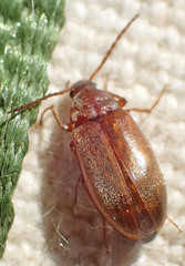 Isomira