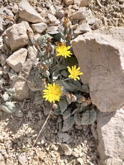 Crepis pygmaea