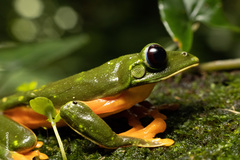 Agalychnis moreletii