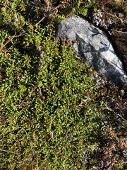 Diapensia lapponica