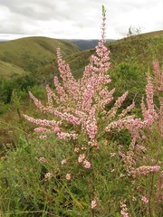 Erica simulans