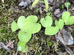 Viola epipsiloides