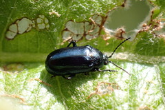 Phratora vulgatissima