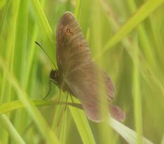 Erebia euryale
