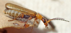 Dichelotarsus