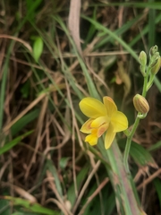 Spathoglottis pubescens