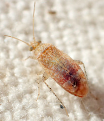 Phylinae
