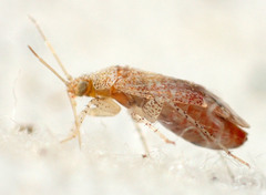 Phylinae
