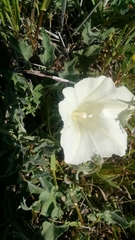 Calystegia subacaulis