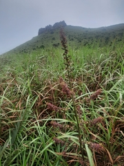 Veratrum schindleri