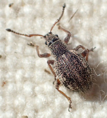 Thricolepis inornata