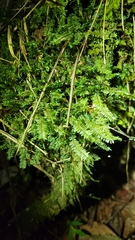 Cyathophorum bulbosum