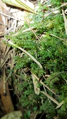 Cyathophorum bulbosum