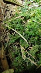 Cyathophorum bulbosum