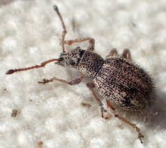 Thricolepis inornata