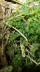 Cyathophorum bulbosum