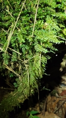 Cyathophorum bulbosum