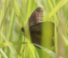 Erebia euryale