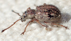 Thricolepis inornata