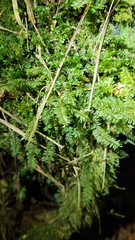 Cyathophorum bulbosum