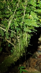 Cyathophorum bulbosum