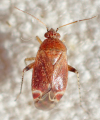 Phylinae