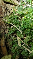 Cyathophorum bulbosum