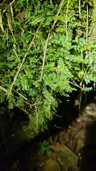 Cyathophorum bulbosum