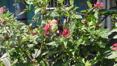 Papilio nephelus chaonulus