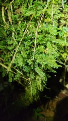 Cyathophorum bulbosum