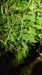 Cyathophorum bulbosum