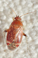 Phylinae