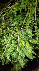 Cyathophorum bulbosum