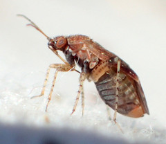 Phylinae