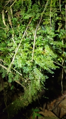 Cyathophorum bulbosum