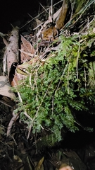 Cyathophorum bulbosum